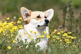 CORGI PEMBROKE 396